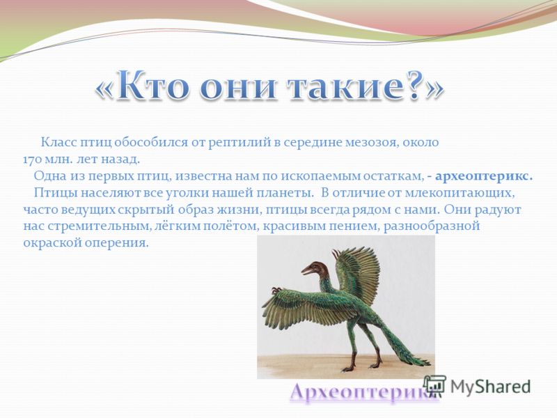 Класс птицы. птицы — теплокровные позвоночные животные. внешнее строение. пищеварительная система. дыхание. органы кровообращения. размножение и развитие птиц. строение яйца птицы. кочевки и перелеты птиц.