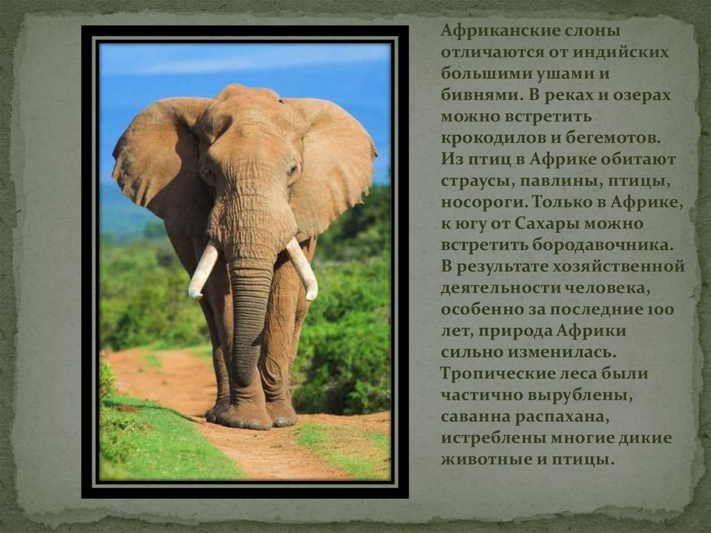Слон африканский и индийский слон: основные различия и сходства