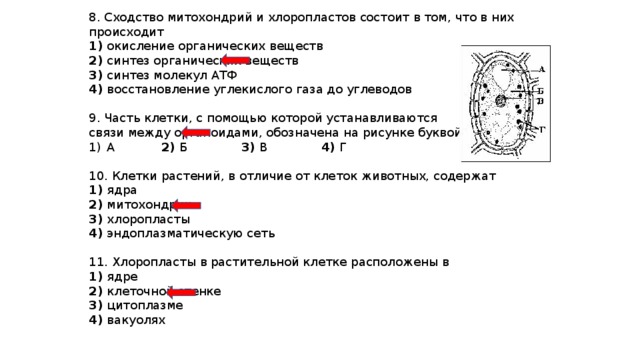 Митохондрии и хлоропласты: функции