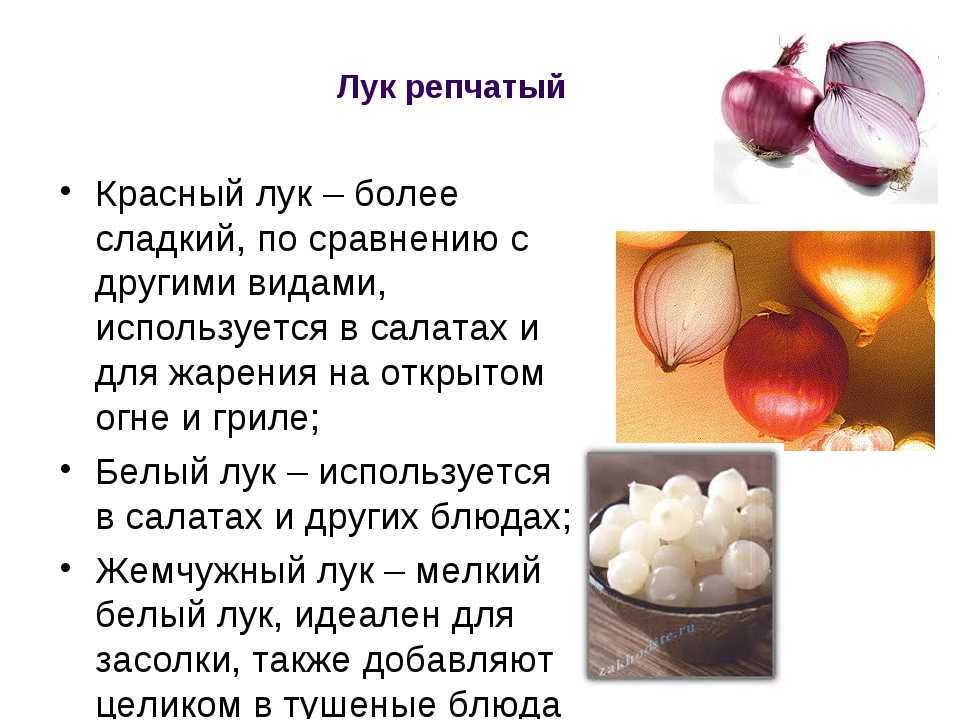 Особенности применения красного и белого лука. красный лук | семейная ферма