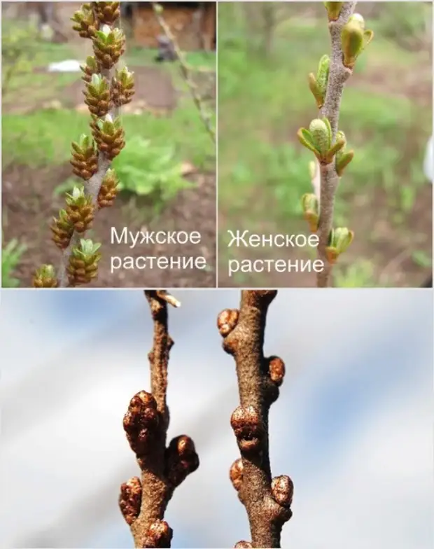 Облепиха мужские и женские как отличить. отличие облепихи мужской от женской