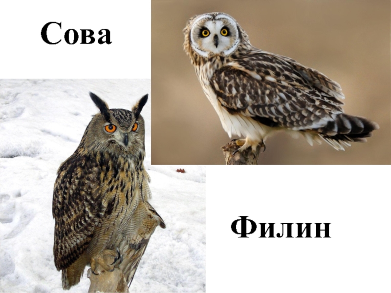 Чем совы отличаются от филинов? а филины от сов? у филина над глазами такие торчащие перышки, да?