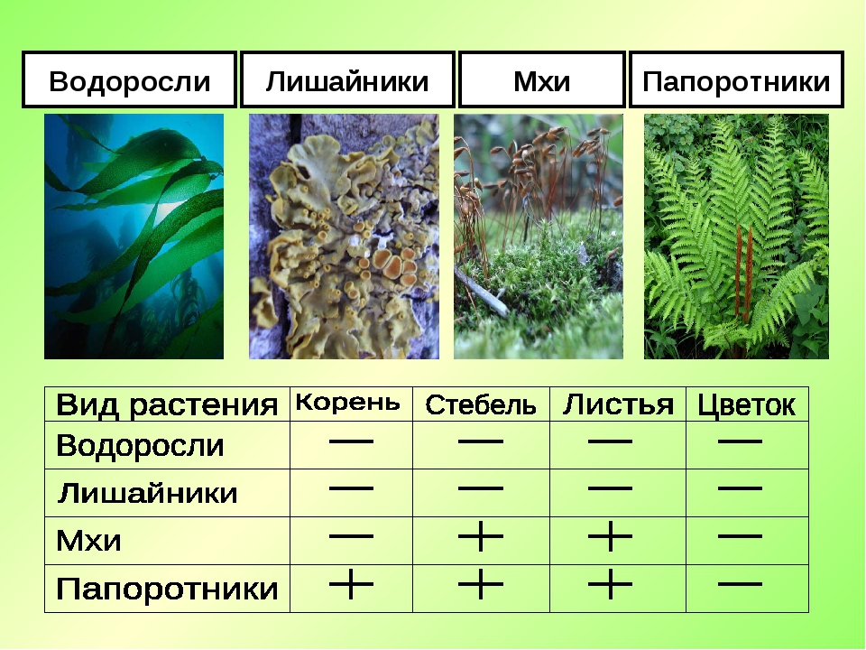 Строение мхов и папоротников: ключевые отличия