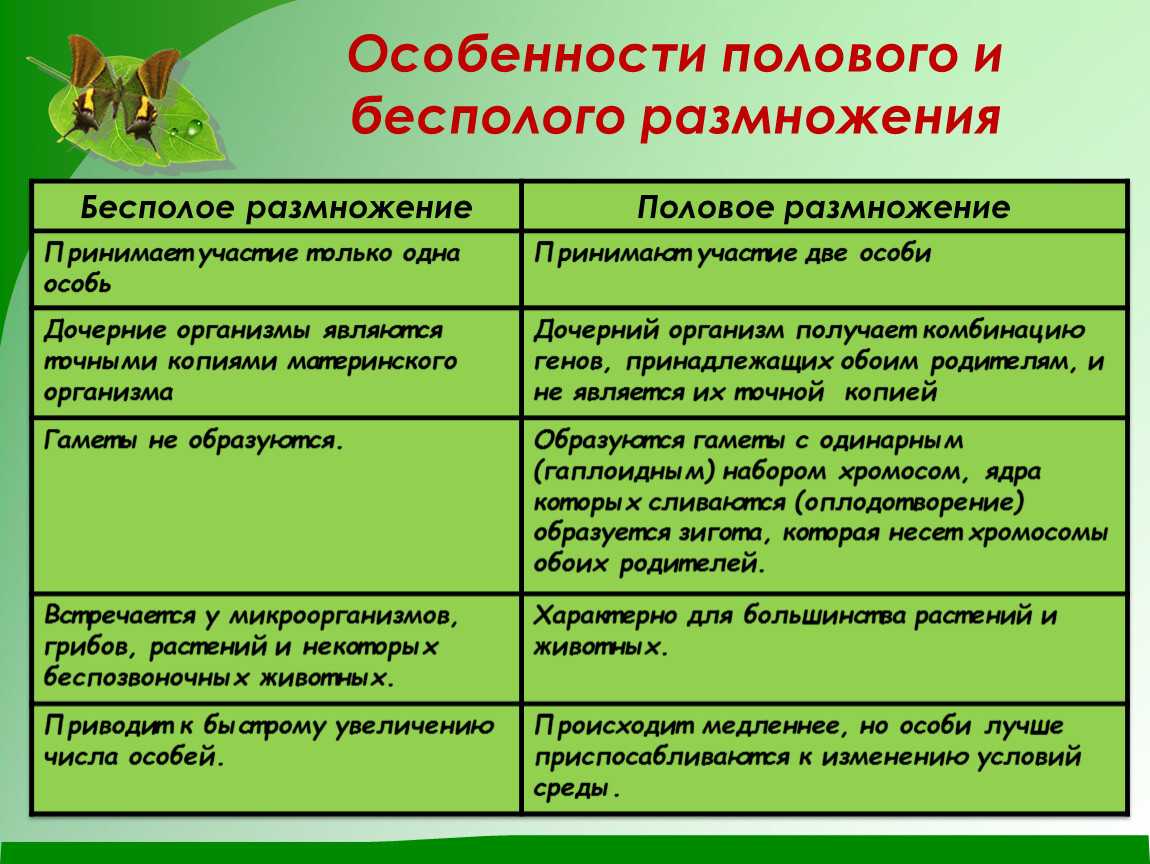 Половое и бесполое размножение