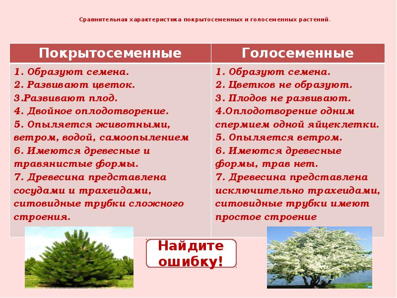 Различия между покрытосеменными и голосеменными | сравните разницу между похожими терминами - наука - 2024