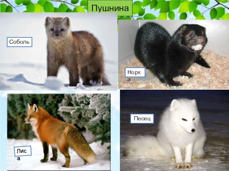 Как выбрать правильно шубу из песца