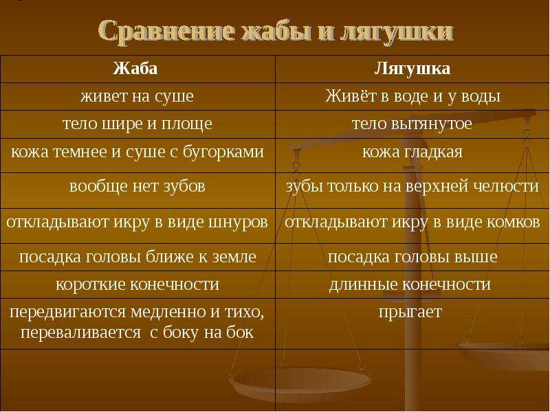 Сравнения лягушки и жабы – сходство и различие по окружающему миру для 2 класса