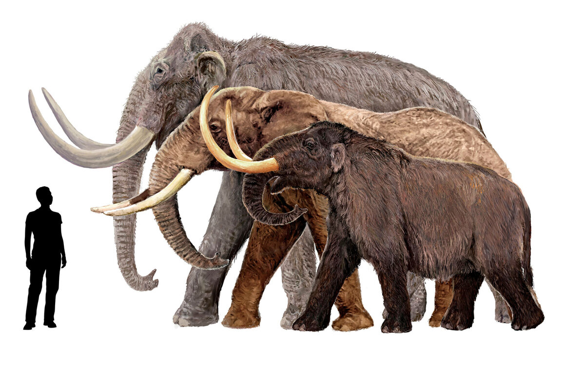 Mammoth vs elephant: difference and comparison