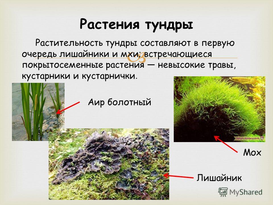 Строение мхов и виды растений. чем отличаются мхи от лишайников