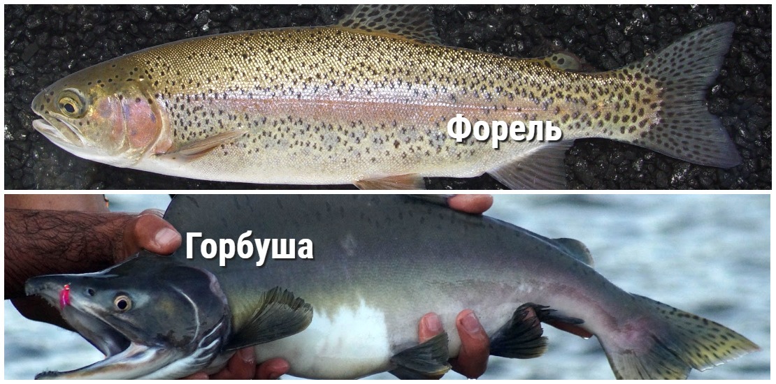 Форель: где водится, это морская или речная рыба, разновидности