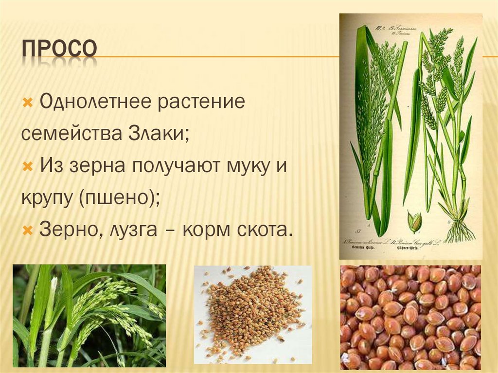 Из чего делают крупы: манка, пшено, булгур и другие