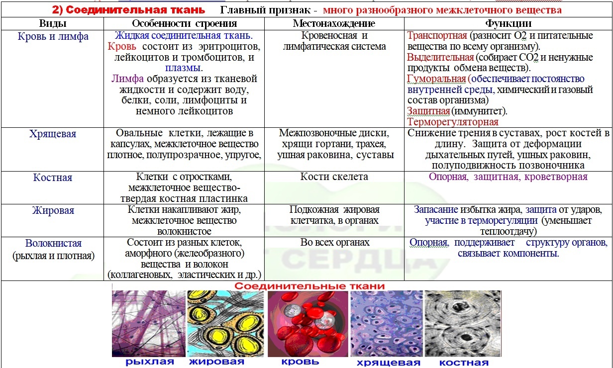 Сравните особенности строения эпителиальной и соединительной ткани. разница между эпителиальной тканью и соединительной