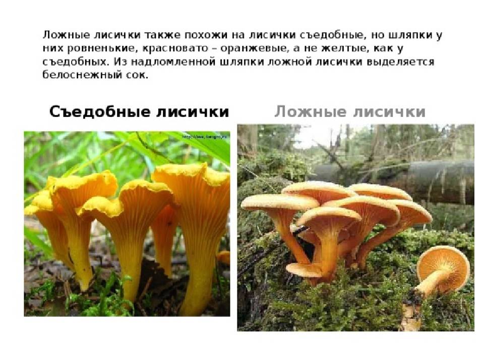 Грибы похожие на лисички (ложные): +21 фото, описание и как отличить? — викигриб