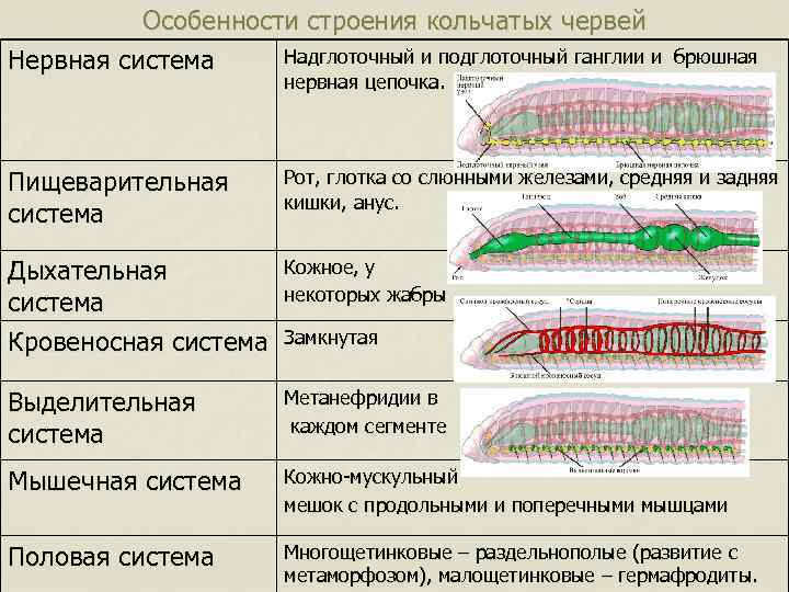 Строение моллюсков и кольчатых червей: различия и особенности