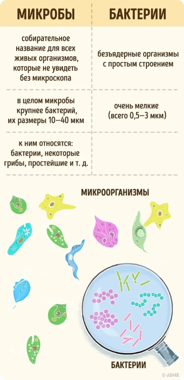 Микробы и бактерии в чем разница