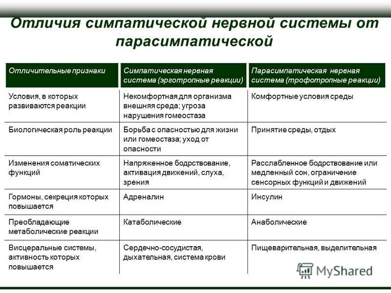 Вегетативная нервная система человека: симпатический отдел