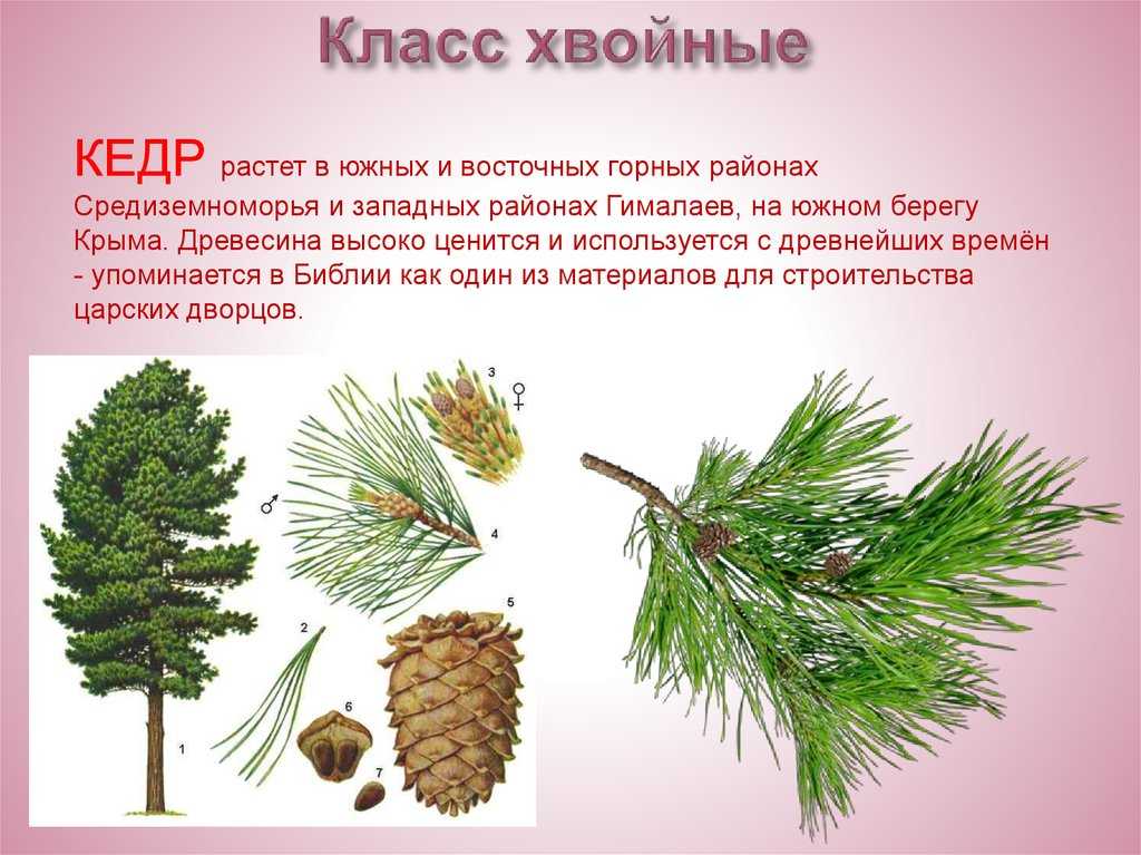 Кедровая сосна и кедр отличия