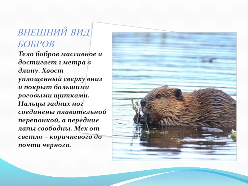 Бобр