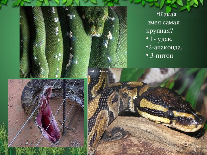 В чем отличия между питоном и удавом - creativegurumind.ru