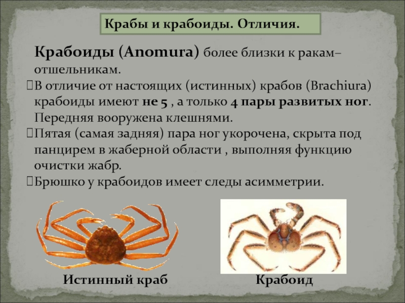 Разница между раком и крабом - всё о моде, тенденции и последние новинки