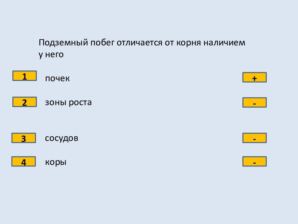 Побег и системы побегов. классификация и характеристикаботаника : лекции - farmf | литература для фармацевтов