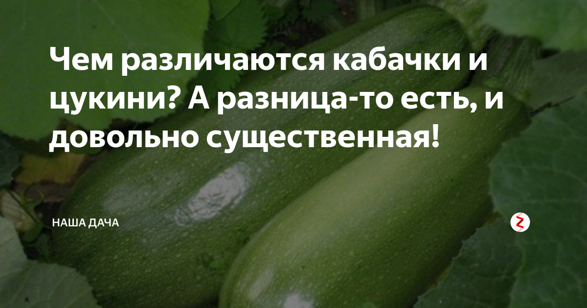 Цукини и кабачок: в чём разница между овощами