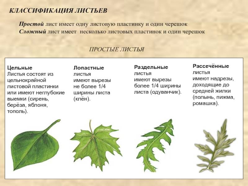 Чем отличаются простые листья от сложных листьев: подробное объяснение