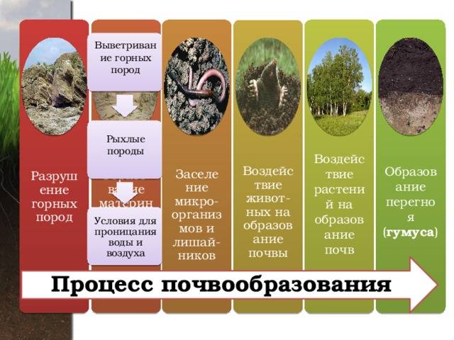 Почва