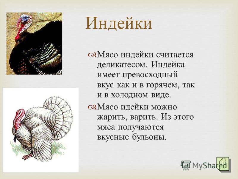 Индейка и индюшка: разные ли птицы, как выглядят, как определить пол