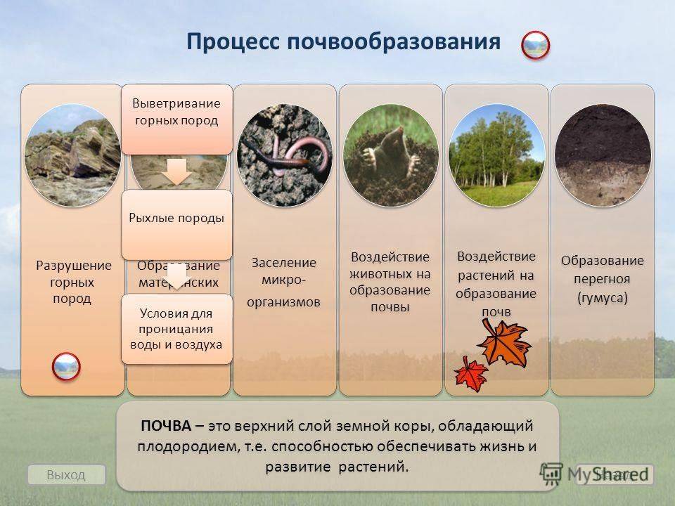 Почвы россии - условия формирования, характеристика и классификация