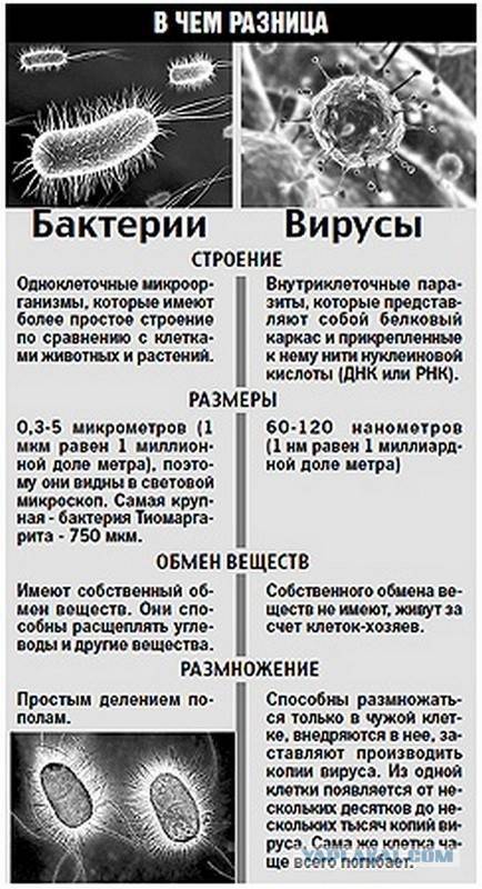Отличия вирусных и бактериальных инфекций — медицинский блог врача скорой помощи
