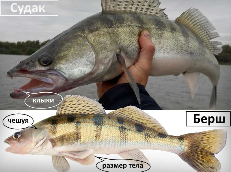 Рыба берш: отличие от судака, описание, как выглядит, где обитает и на что ловить, образ жизни рыбы, рецепты