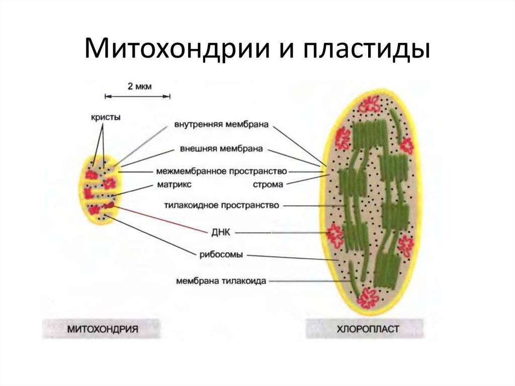 Хлоропласт – определение, функции и структура