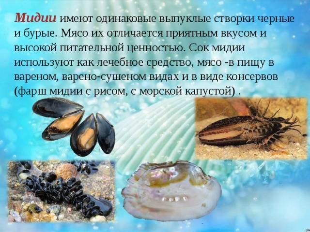 Мидии и устрицы в чем разница