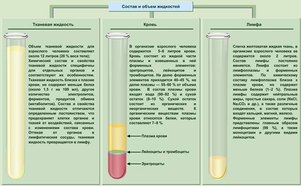 Онко вики — как устроена и как работает лимфатическая система?