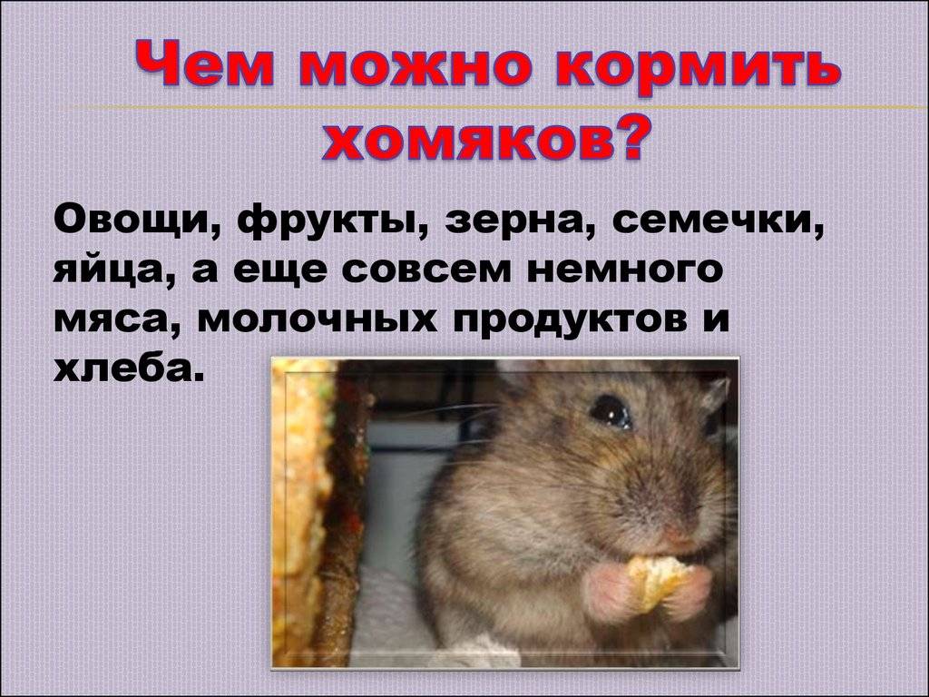 Чем кормить хомяка в домашних условиях