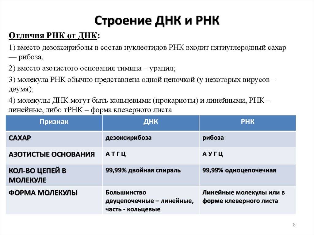 Чем отличается строение молекул днк и рнк | в чем разница