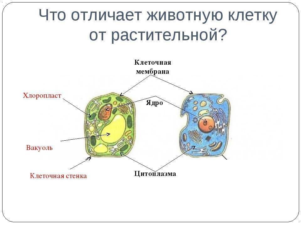 Строение клетки: отличия животной от растительной. симбиогенез
