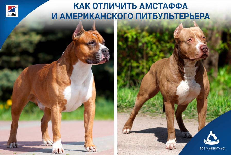 Разница между питбулем и стаффордом