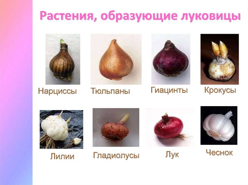 В чем разница между корневищами луковиц и клубней растений?