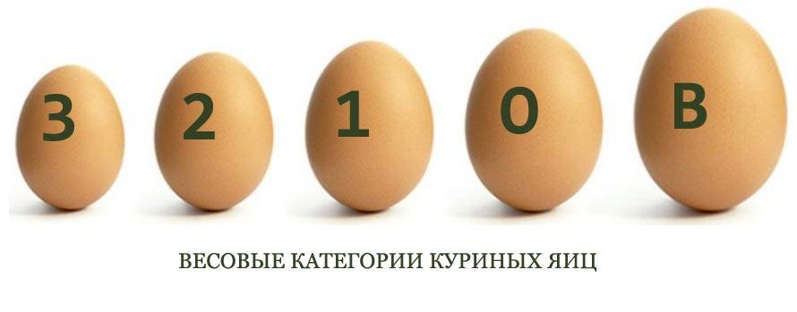 В чем отличие яиц с1 и с2 категории?