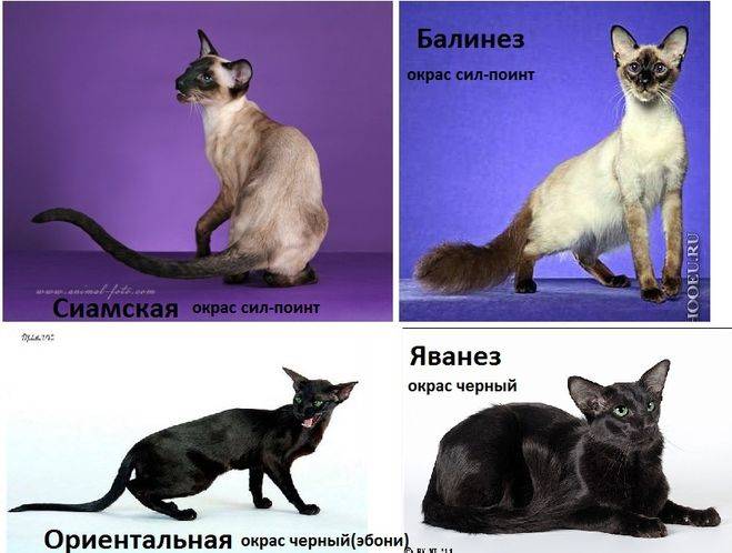 Сиамские и тайские кошки это одно или и тоже или нет