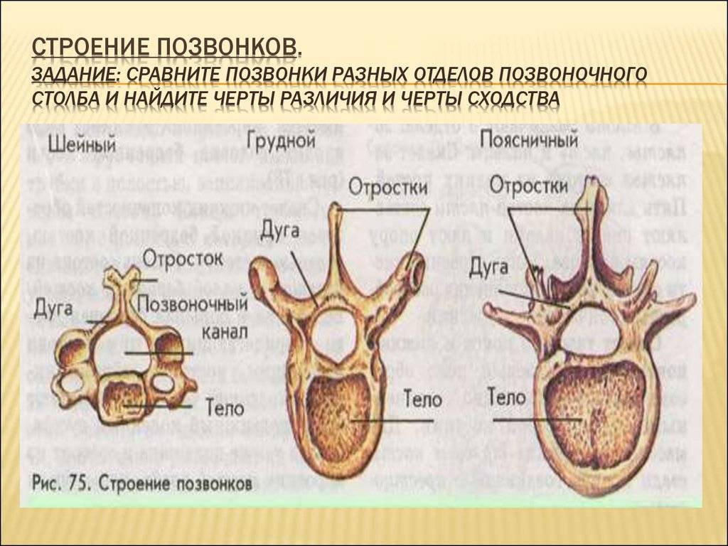 Строение позвоночника человека, функции и отделы - sustav-life