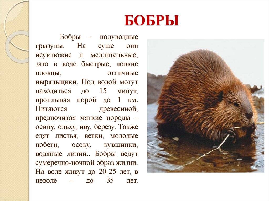 Бобр - что это за зверь, его описание и фото