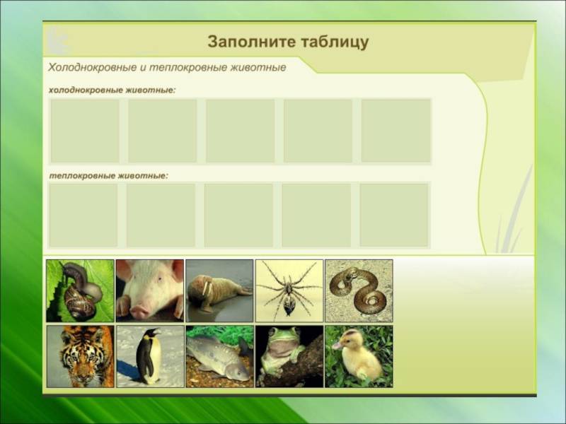 Чем отличается теплокровное животное от хладнокровного. холоднокровные животные