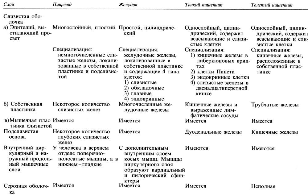 Строение кишечника человека