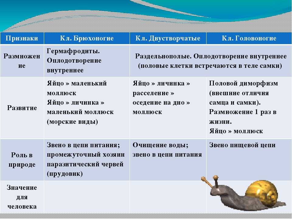 Тип моллюски. особенности строения, значение для человека