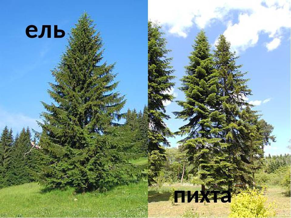 Различие между елями и пихтами | различия в древесине