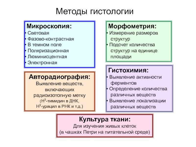 Гистология - описание услуги, при каких болезнях и какие врачи назначают