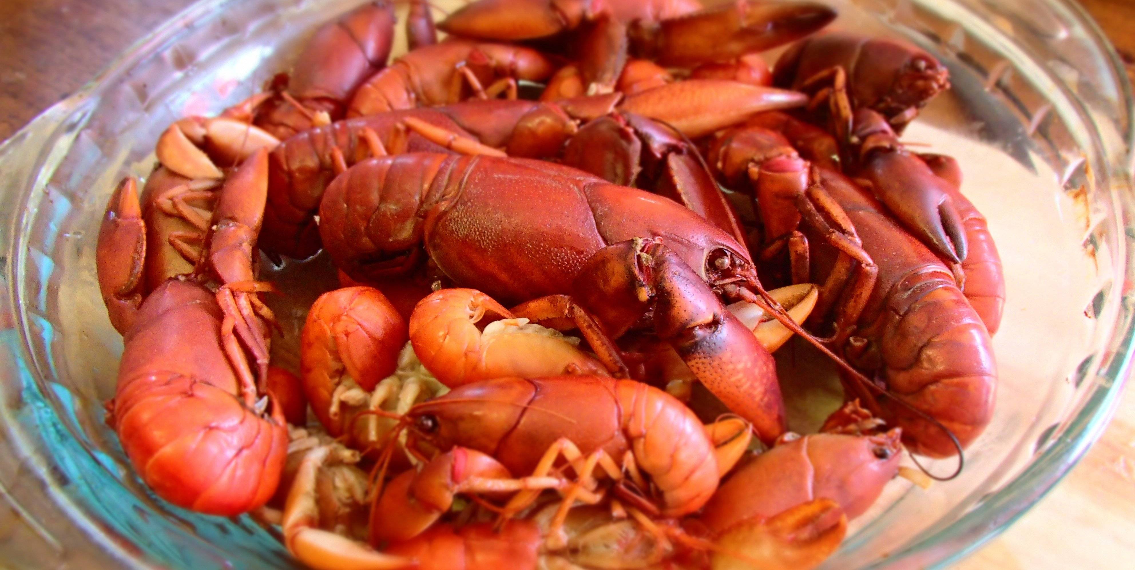 Чем и как кормить раков в домашних условиях, советы аквауримистам